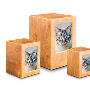import placeholder for 728026002