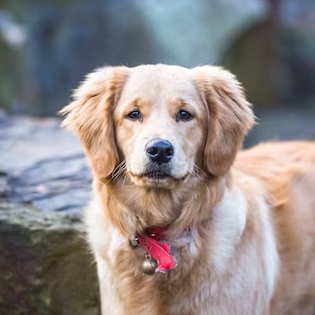 dog liza